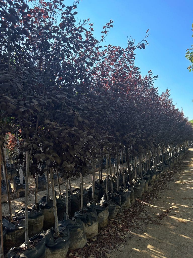 שזיף פיסרדי גודל 7 גודל 8 למכירה - מחיר