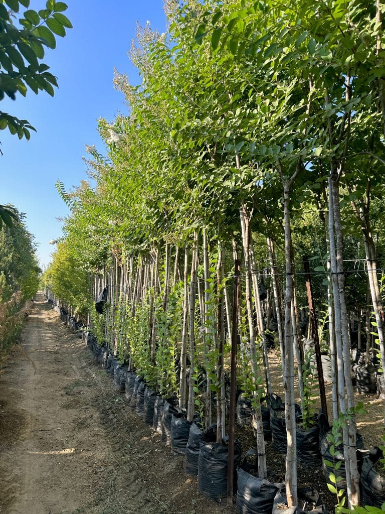 עץ לגרסטרמיה הודית לבנה למכירה - מחיר