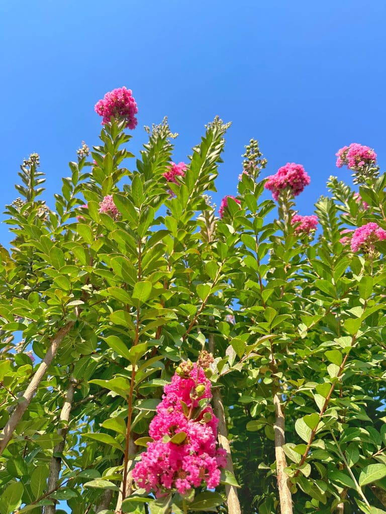 עץ לגרסטרמיה הודית ורודה למכירה- מחיר