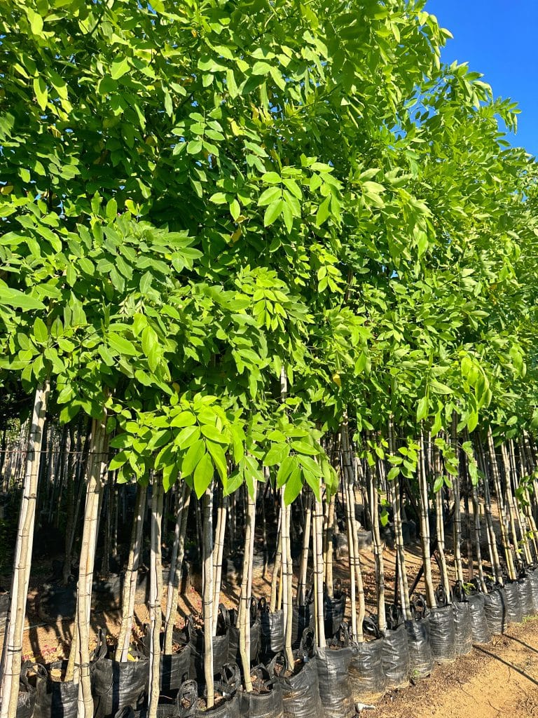 עץ כסיית לאבוב למכירה - מחיר