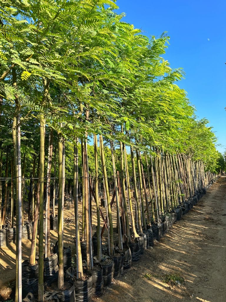 עץ מכנף נאה 1-3 צול למכירה -מחיר