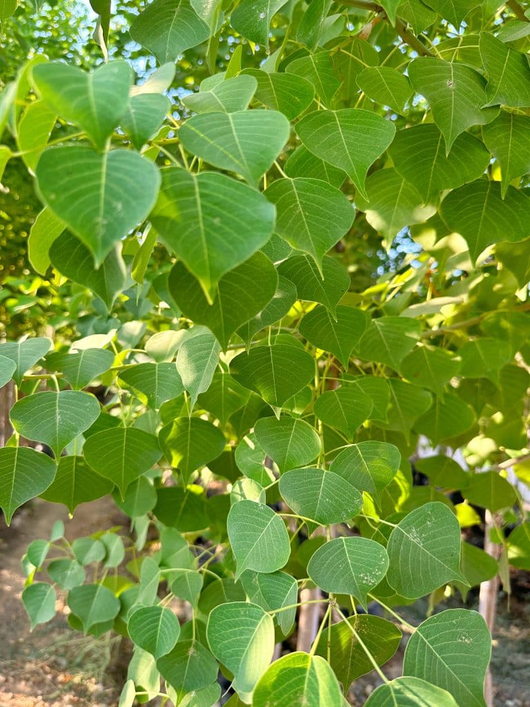 ספיון השעווה 1-2 צול למכירה - מחיר