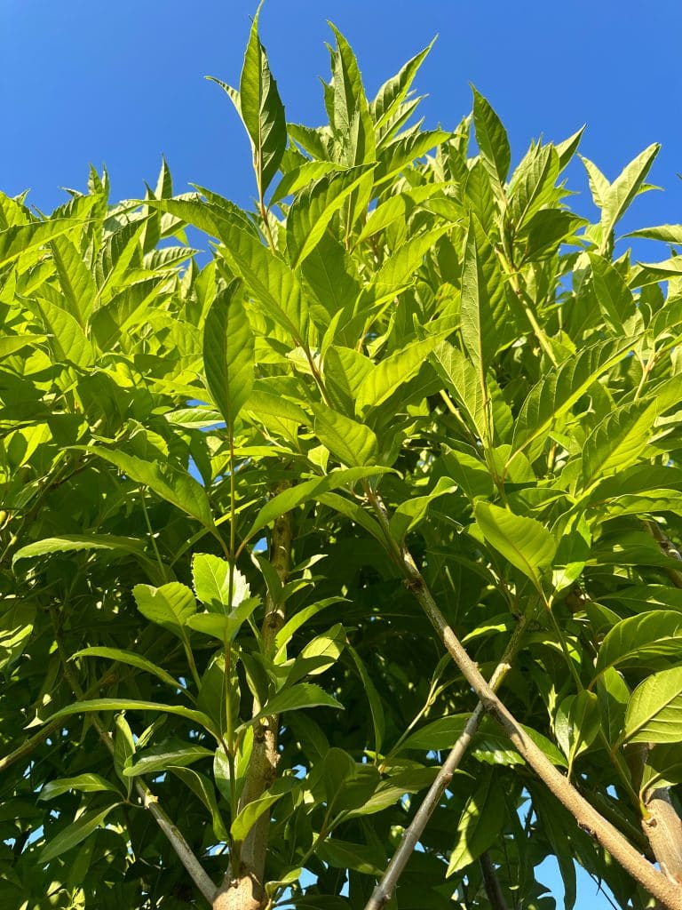 קתרוסית מרובעת גודל 7 גודל 8 למכירה - מחיר