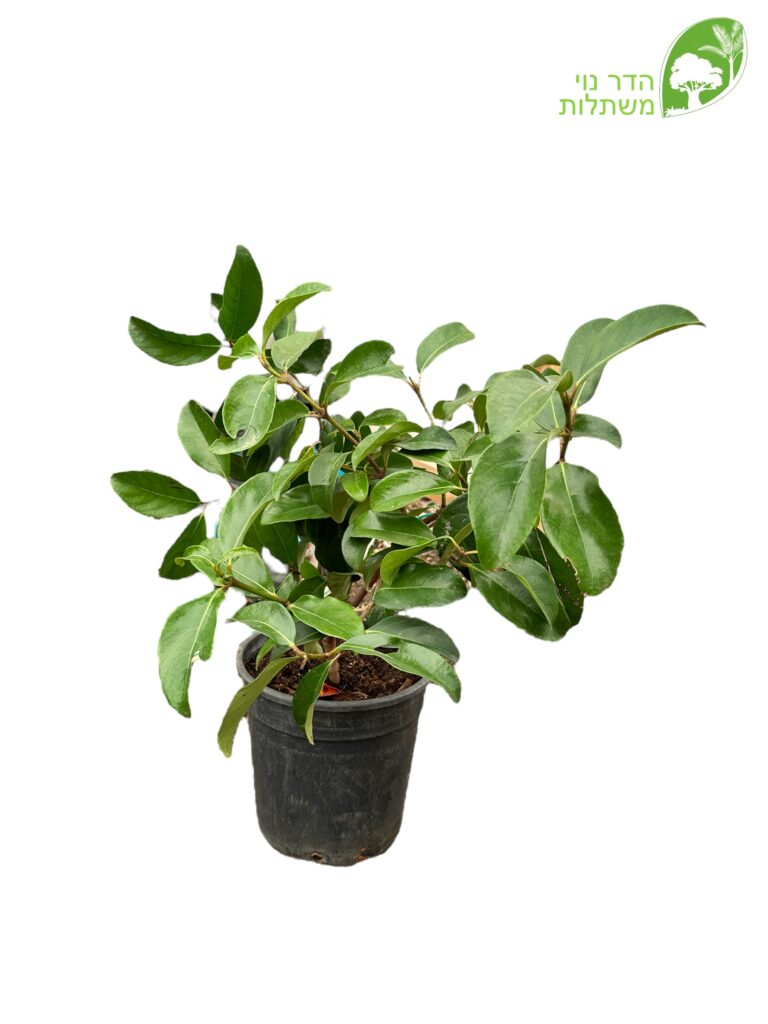 מורן מבריק 10 ליטר למכירה - מחיר