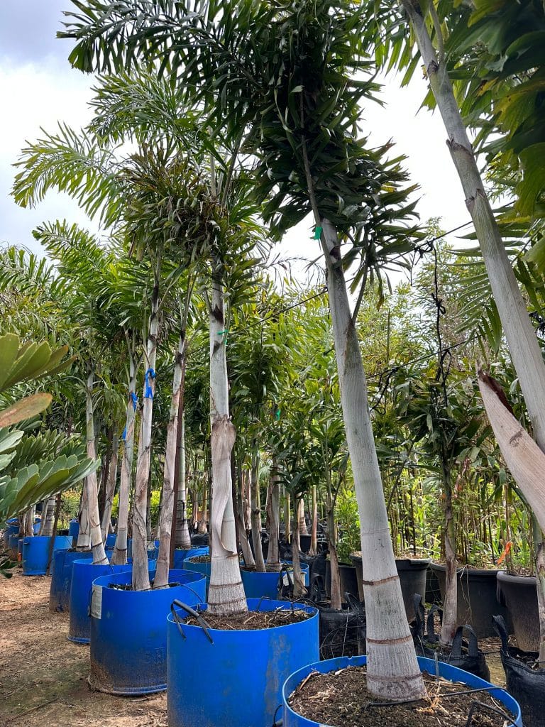 דקל מסוג זנב שועל בגודל 100 ליטר למכירה - מחיר