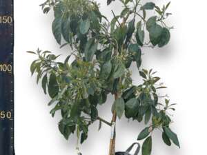 אבוקדו האס 50 ליטר למכירה - מחיר