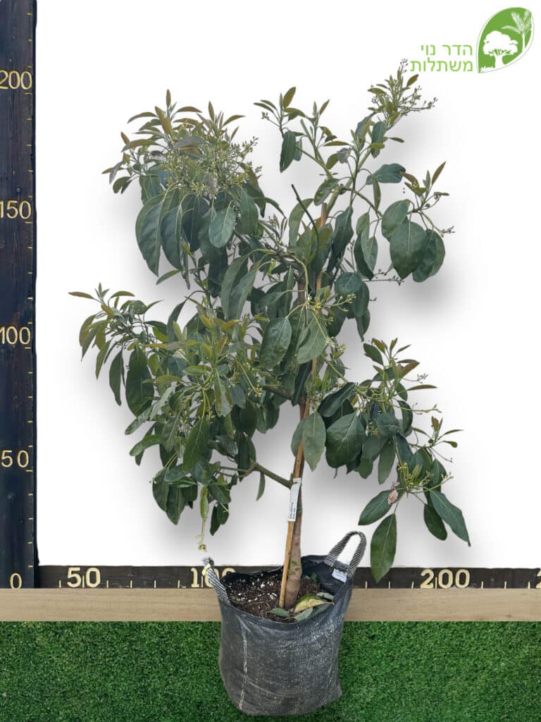 אבוקדו האס 50 ליטר למכירה - מחיר