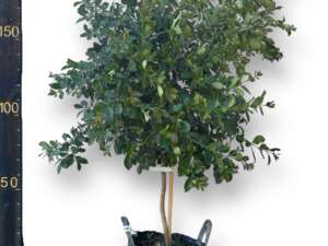 עץ גויאבה תותית 60 ליטר למכירה - מחיר