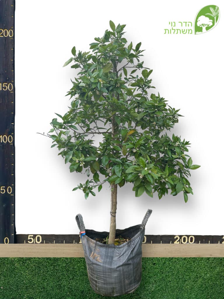 תפוז דם - מורו 50 ליטר למכירה - מחיר