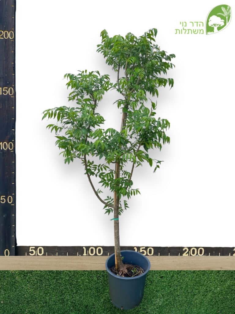עץ אמברלה 50 ליטר למכירה - מחיר