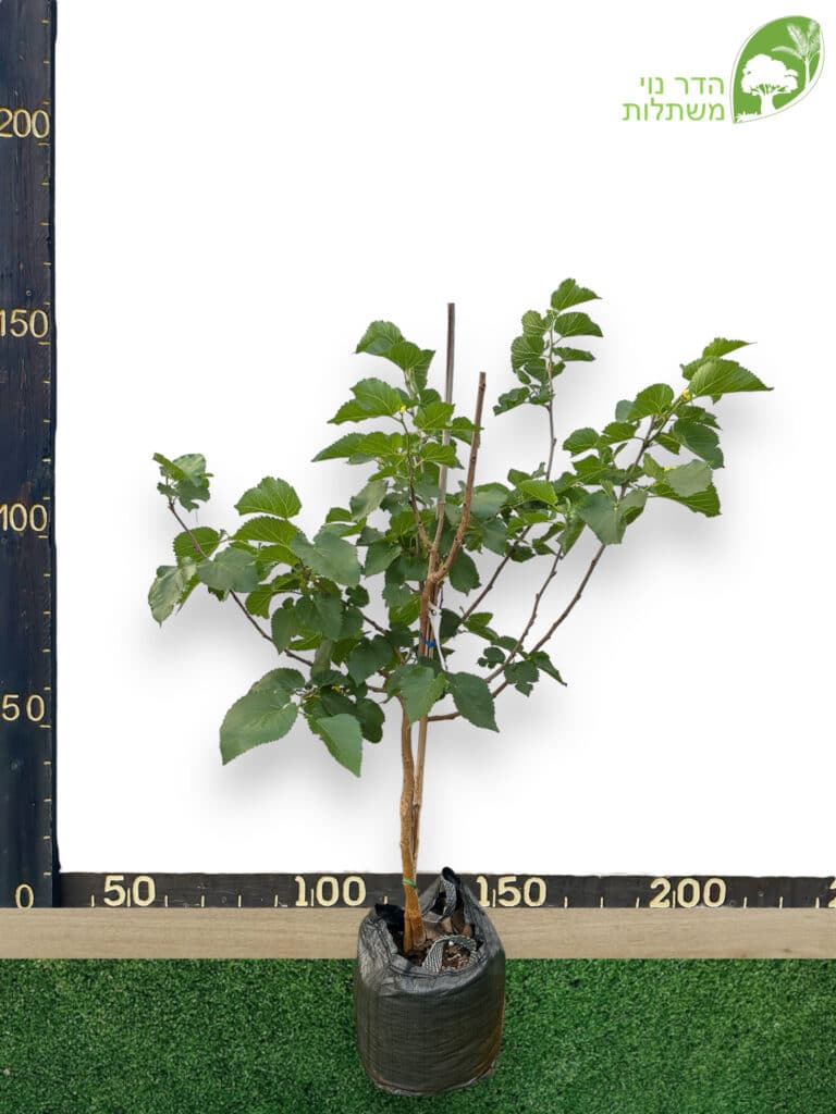 תות שאמי 25 ליטר למכירה - מחיר