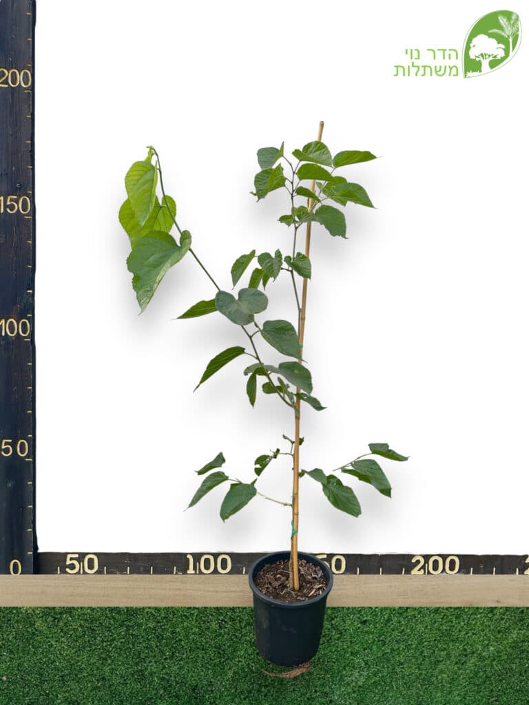 תות פקיסטני 25 ליטר למכירה - מחיר