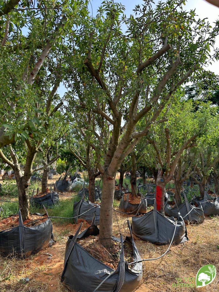 שקדיה אום אל פחם בוגרת למכירה - מחיר