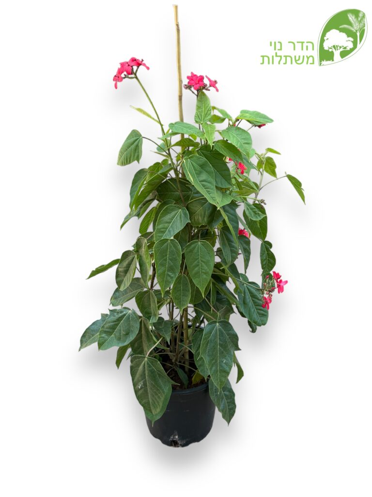 יטרופית תמימה 10 ליטר למכירה - מחיר