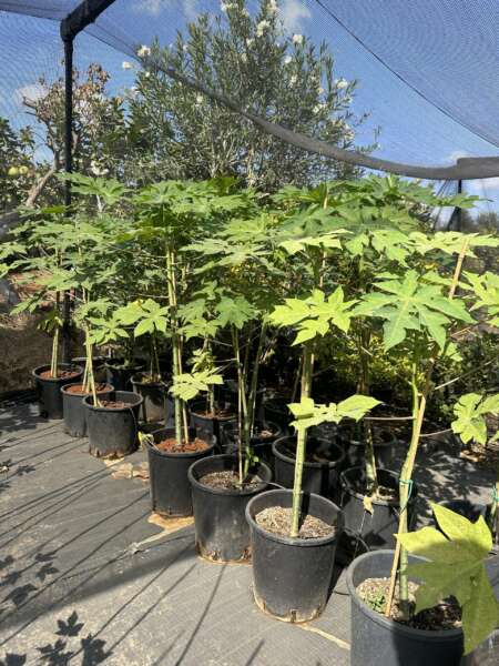 פפאיה אדומה 25 ליטר למכירה - מחיר