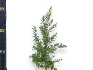 דובדבן ריו גרנדה 25 ליטר למכירה - מחיר