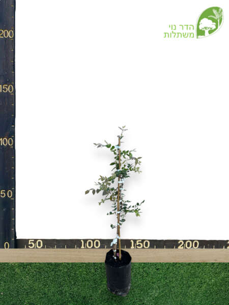 ג׳בוטיקבה 10 ליטר למכירה - מחיר