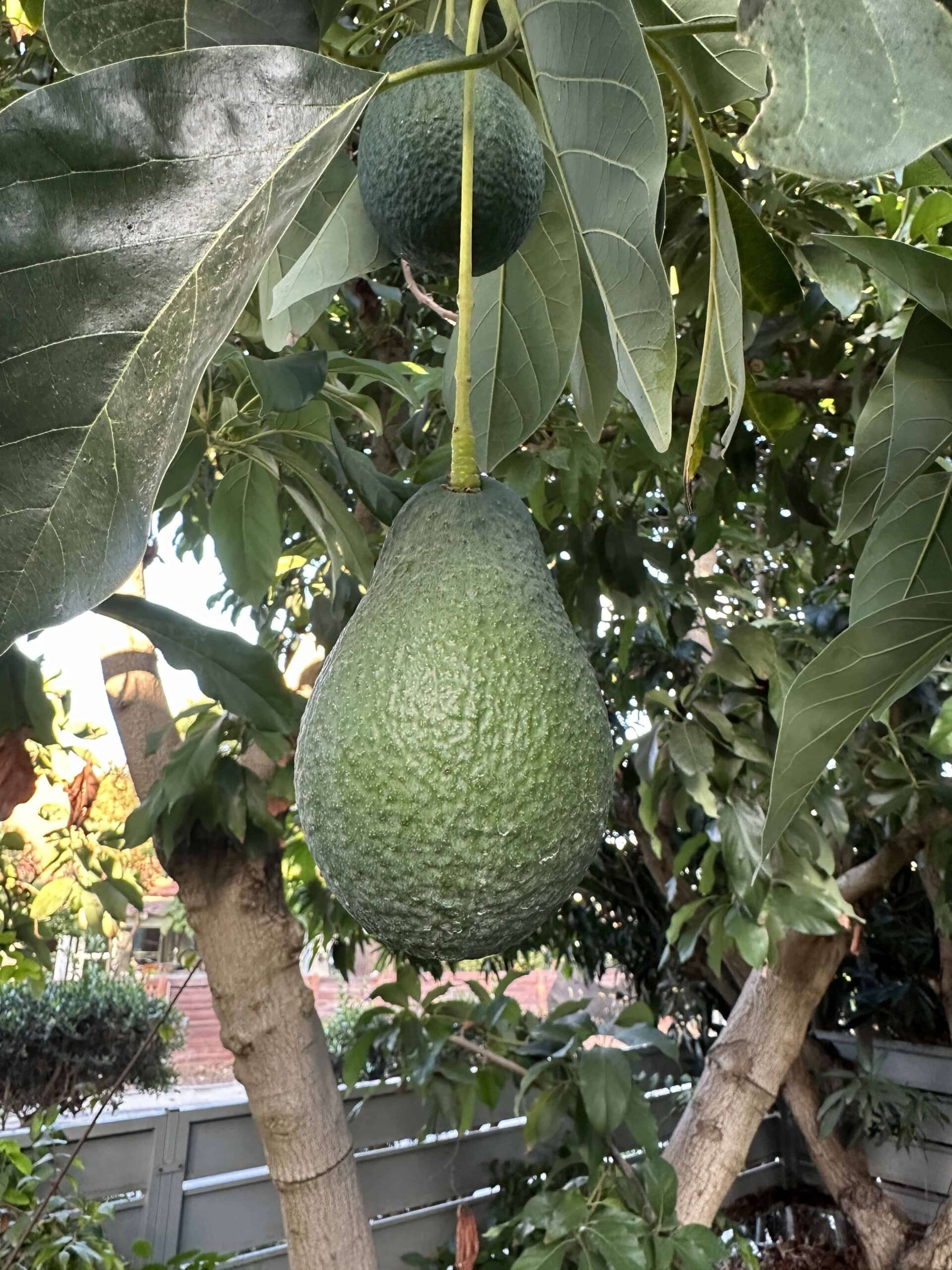 אבוקדו האס למכירה - מחיר