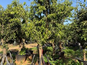 לימון יוזו בוגר 4-5 צול למכירה - מחיר