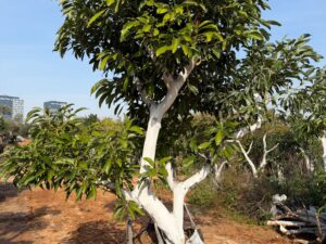 עץ אבוקדו האס בוגר למכירה - מחיר