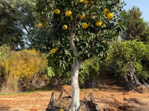 עץ אשכולית לבנה בוגר למכירה - מחיר