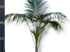 דקל קנציה 1.5 מטר