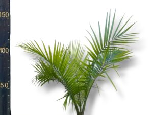 דקל רוונאה 10 ליטר