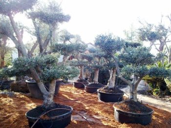 עץ זית בונסאי - עצי נוי | הדר נוי משתלות