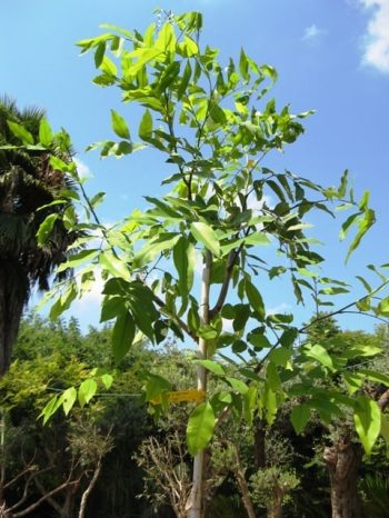 כסייה פיסטולה למכירה - עצי נוי | הדר נוי משתלות