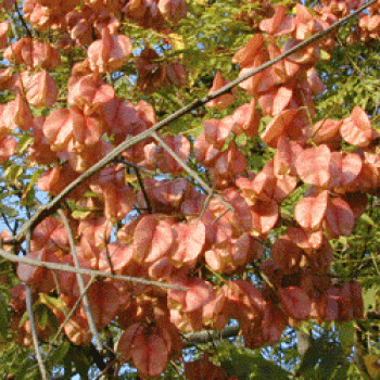 פנסית דו נוצתית (קלורטריה) - עצי נוי | הדר נוי משתלות