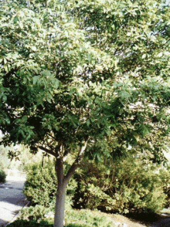 כרבל לביד - עצי נוי | הדר נוי משתלות
