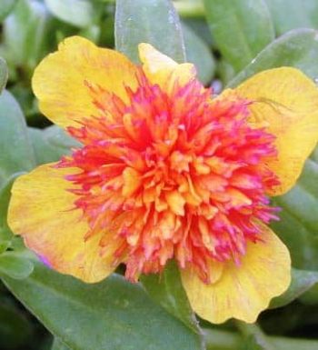 רגלה הגינה 'תרבותי' ( רגלה ר"ש) - עצי נוי | הדר נוי משתלות