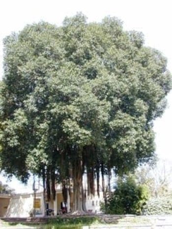 פיקוס מעוקם - עצי נוי | הדר נוי משתלות