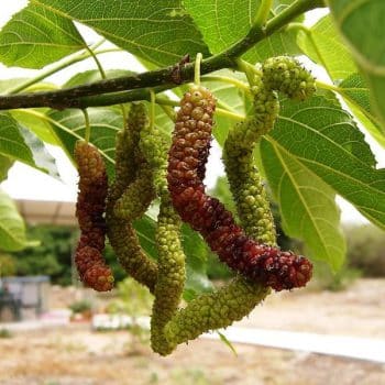 תות פקיסטני 'ארוך פרי' - עצי פרי אקזוטיים | הדר נוי משתלות