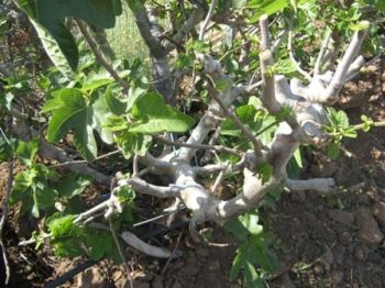 תאנה ברזילאית- עצי פרי בוגרים למכירה | הדר נוי משתלות