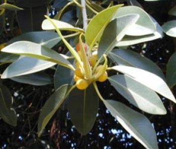 פיקוס מעוקם - עצי נוי | הדר נוי משתלות