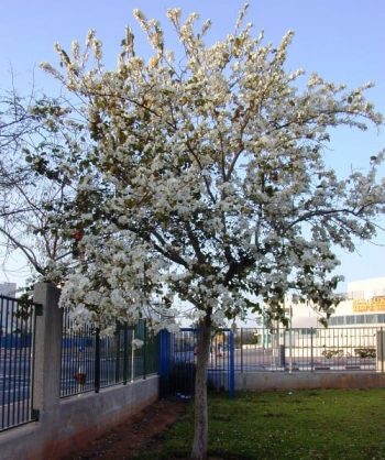 בוהיניה מגוונת- עצי נוי | הדר נוי משתלות