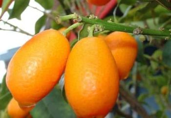 עץ תפוז סיני- עצי פרי | הדר נוי משת