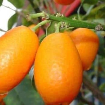 עץ תפוז סיני- עצי פרי | הדר נוי משת