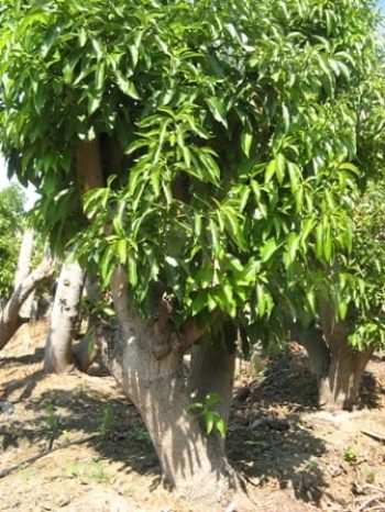 עץ אבוקדו בוגר - עצי פרי בוגרים למכירה | הדר נוי משתלות