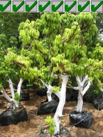 הנחיות לנטיעת עץ ליצ'י בוגר - עצי נוי | הדר נוי משתלות