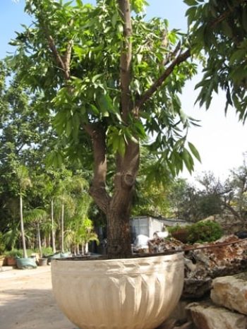 מנגו מאיה שתול במיכל - עצי נוי | הדר נוי משתלות