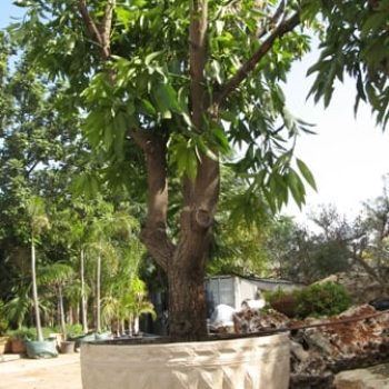 מנגו מאיה שתול במיכל - עצי נוי | הדר נוי משתלות