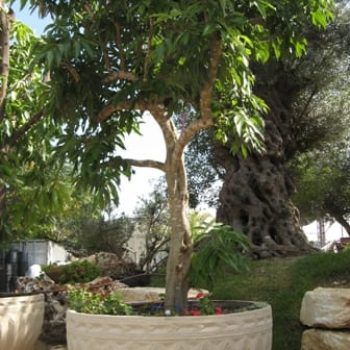 עץ ליצ'י שתול במיכל - עצי נוי | הדר נוי משתלות