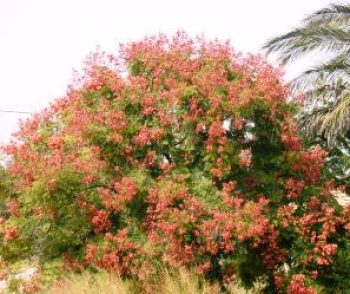 פנסית דו נוצתית (קלורטריה) - עצי נוי | הדר נוי משתלות