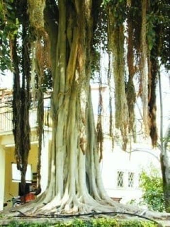 פיקוס מעוקם - עצי נוי | הדר נוי משתלות