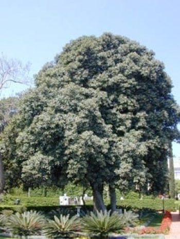 פיקוס מעוקם - עצי נוי | הדר נוי משתלות