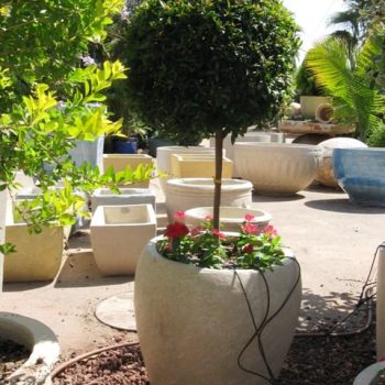 סיזיגיום כדור על גזע - עצי נוי | הדר נוי משתלות