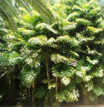 קריוטה נאה ('דקל זנב הדג') - עצי נוי | הדר נוי משתלות