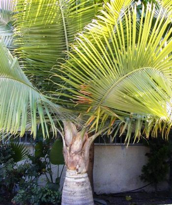 רביניאה ריבולריס - עצי נוי | הדר נוי משתלות